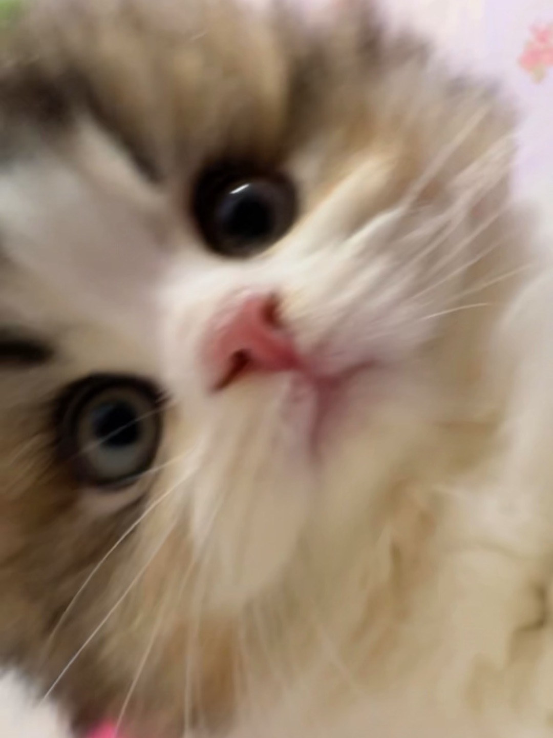 Hi！我系小猫咪！