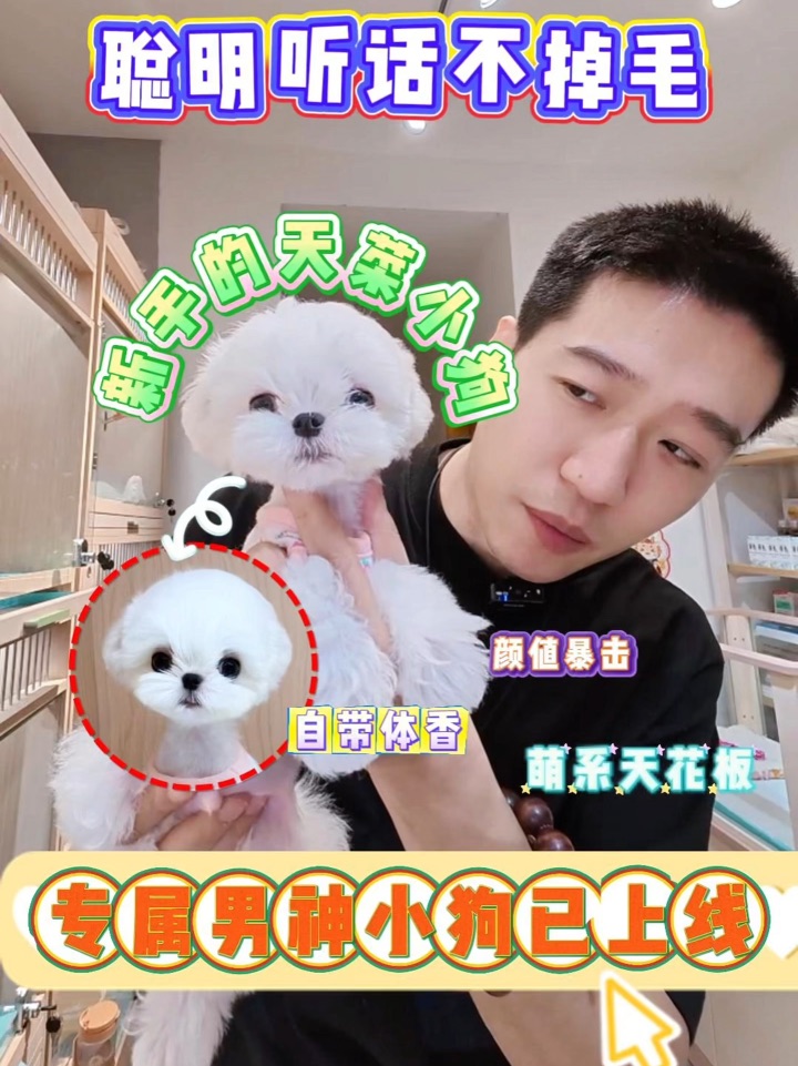 拥有一只“社牛”的小马弟弟是种什么体验❓
