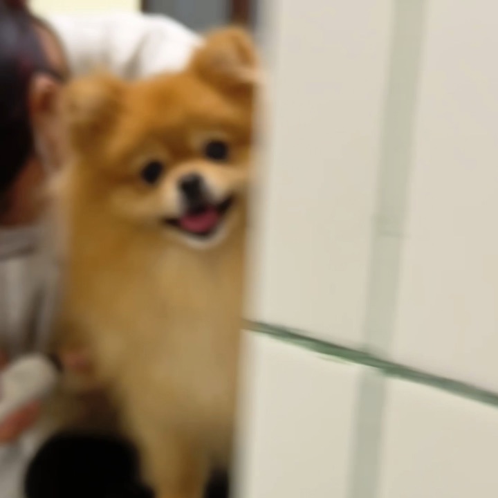 你好，这是我的护卫犬