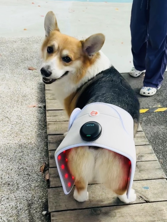 老年犬的每日疗养时间