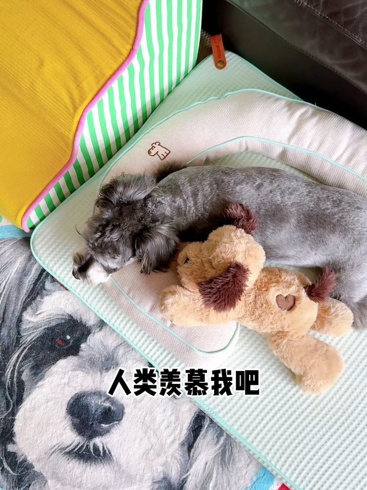 嘿嘿，人类很羡慕我吧