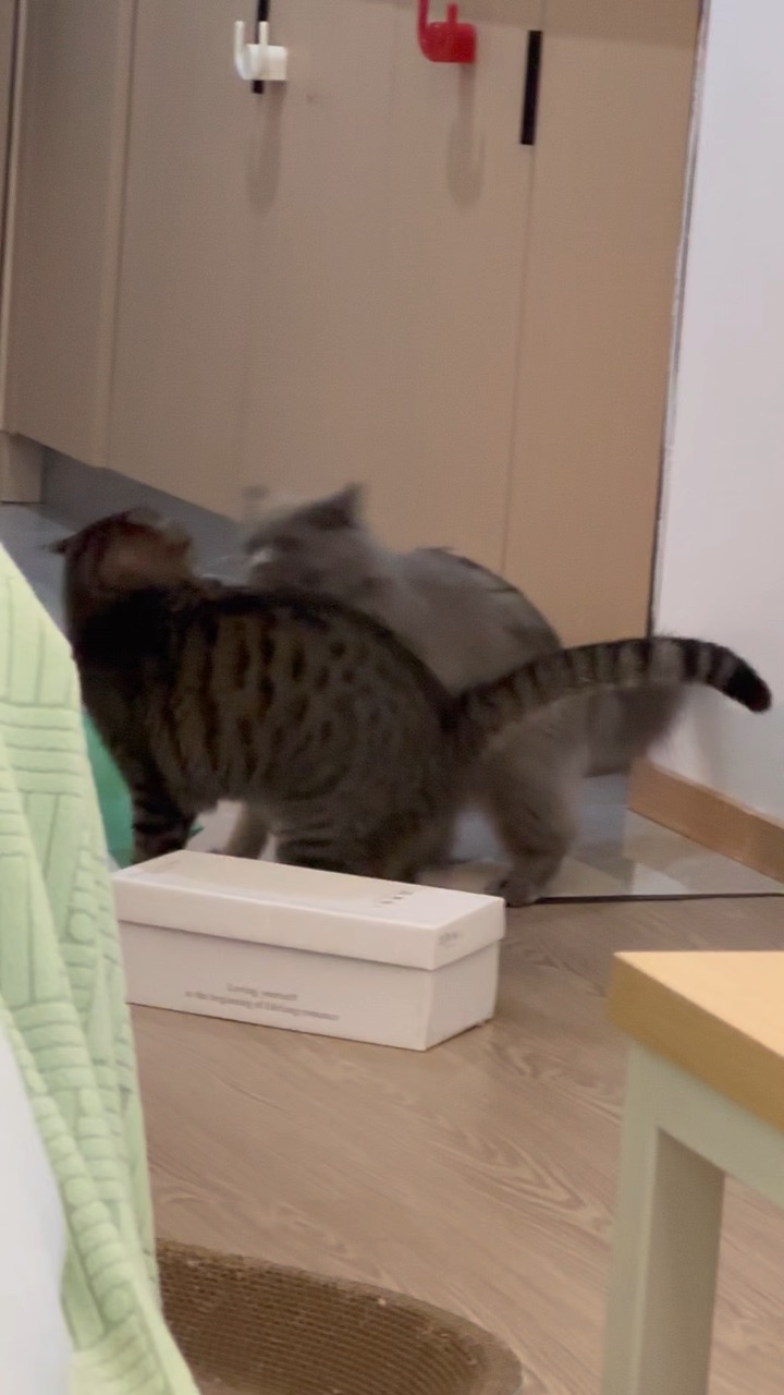 小猫打架