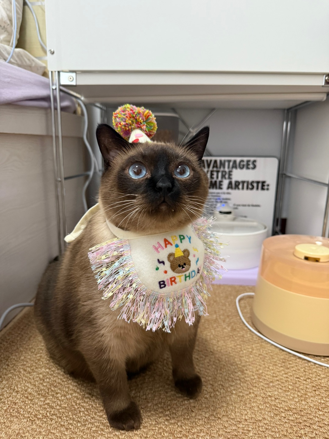 哈哈哈哈哈哈hi啊哈哈，可爱可爱，猪猪猪猪猪咪～～～～～～～～～～哈哈