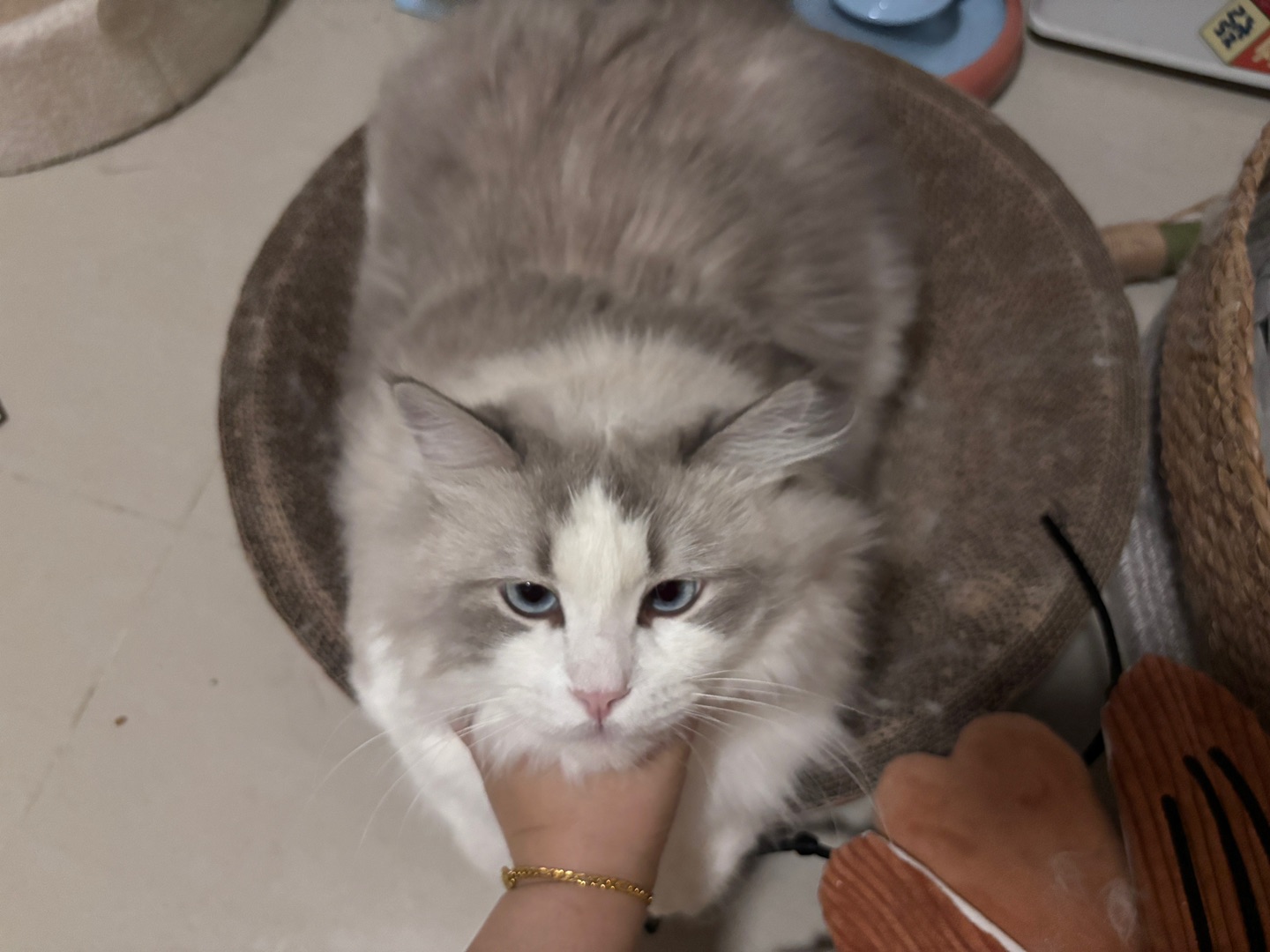 小猫营业13