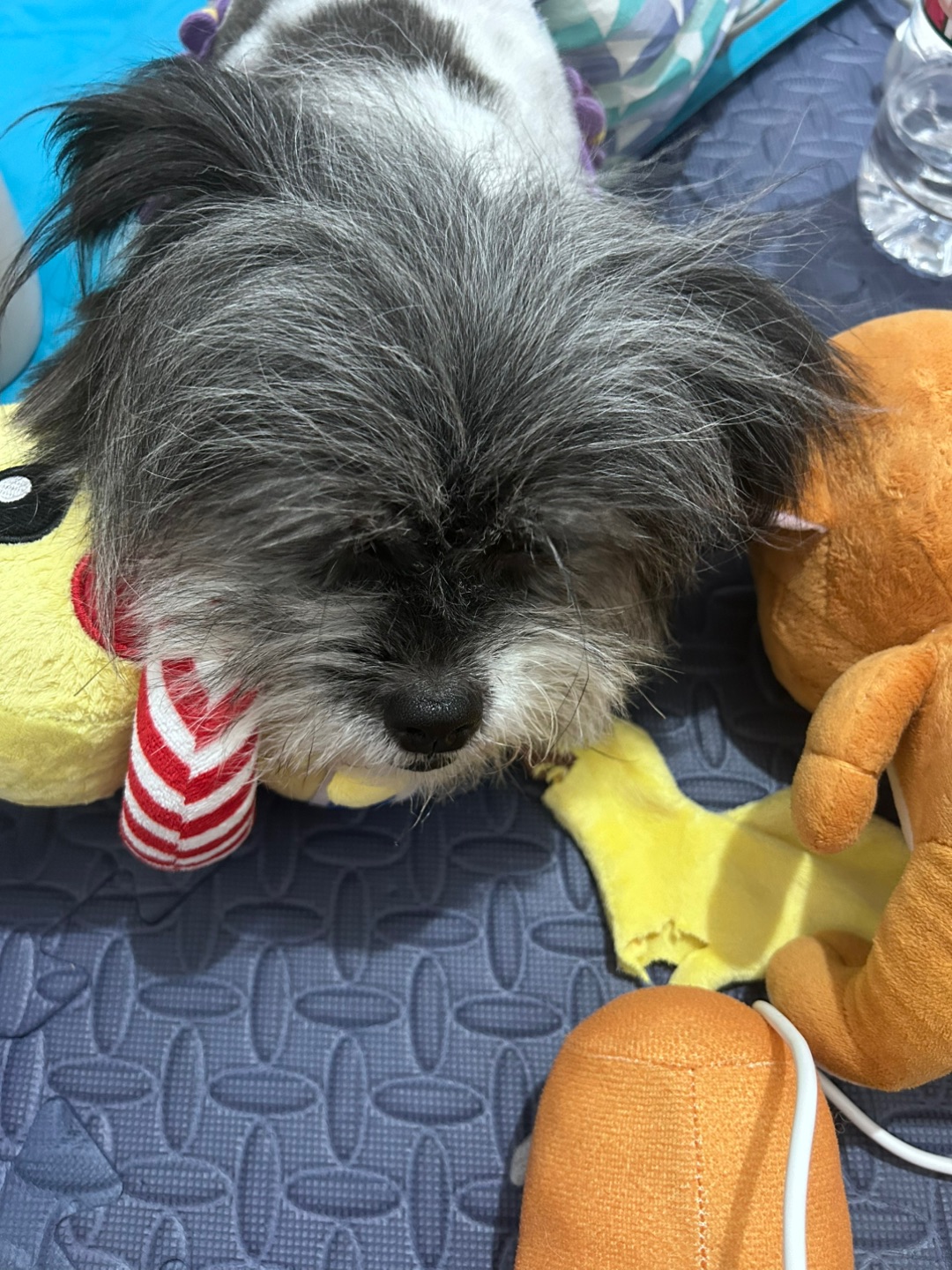 图图妹妹被接走过周末了！窝留守陪姑姑吧🐕