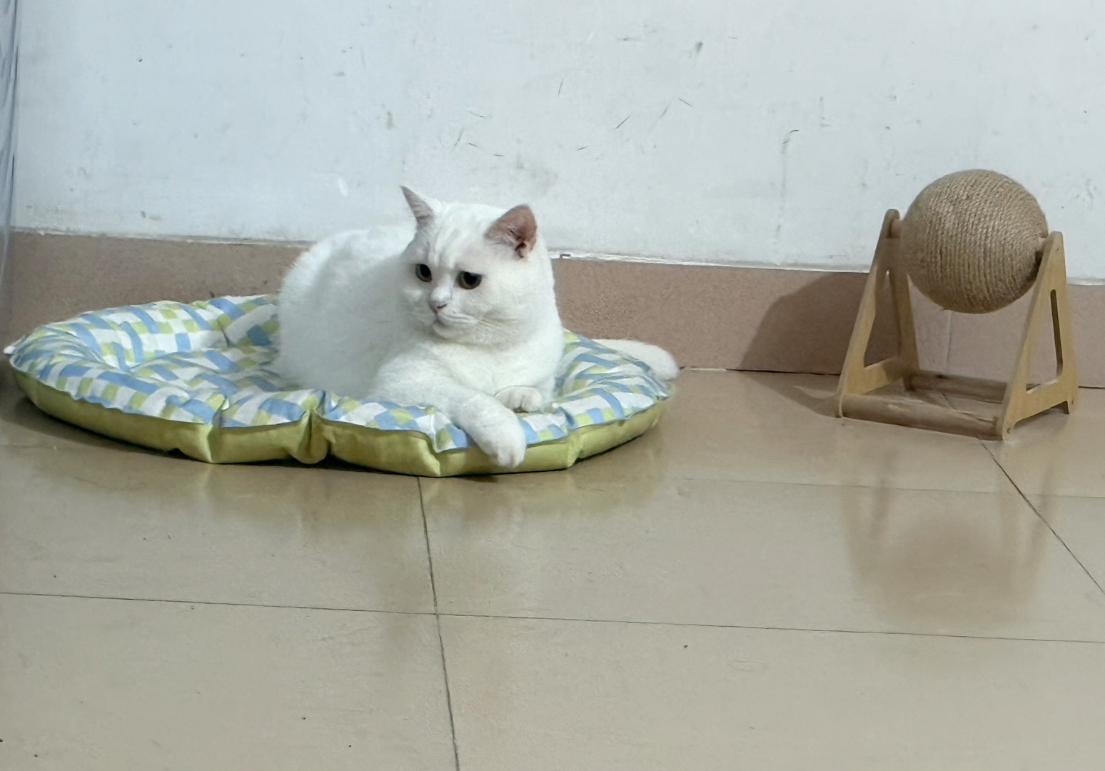 🐾猫饼の摆拍哲学