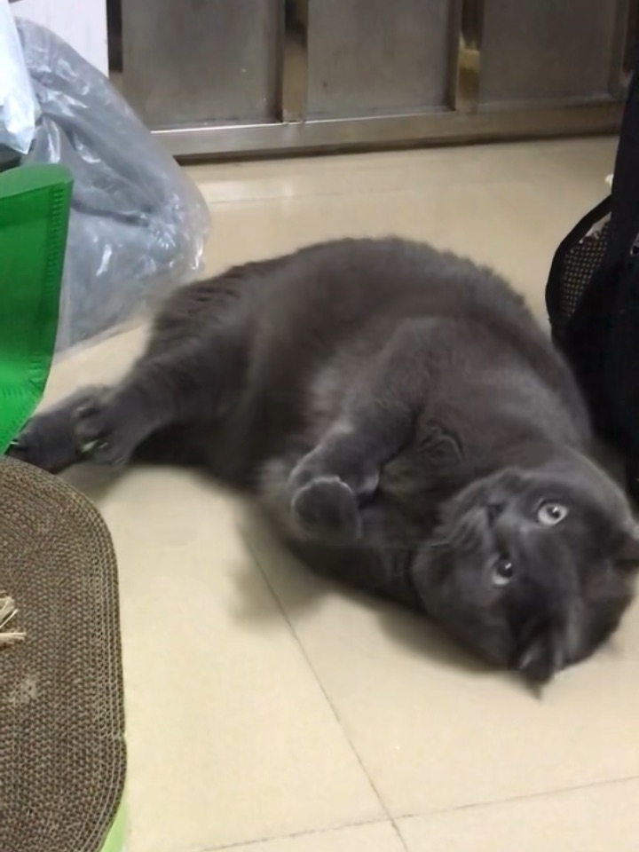 “蛄蛹”者🐱