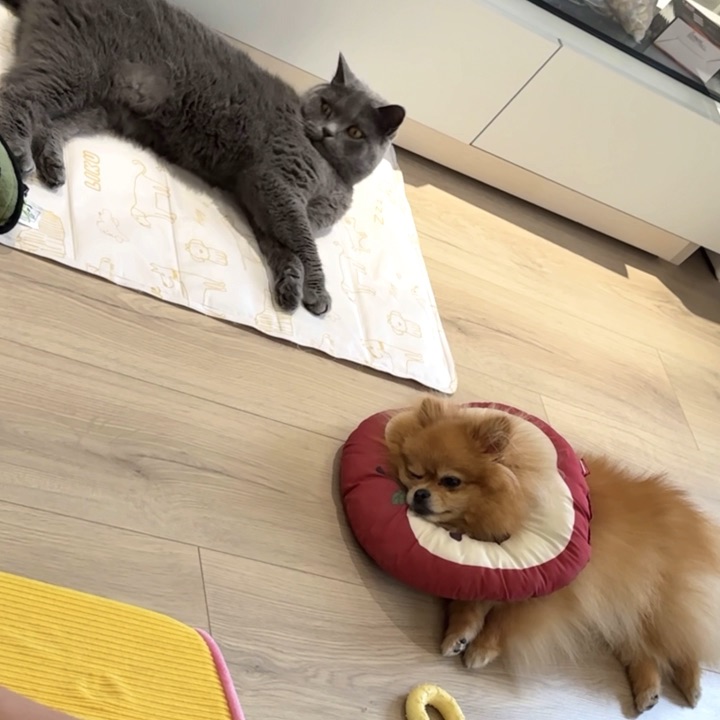 猫狗和谐也太幸福了吧