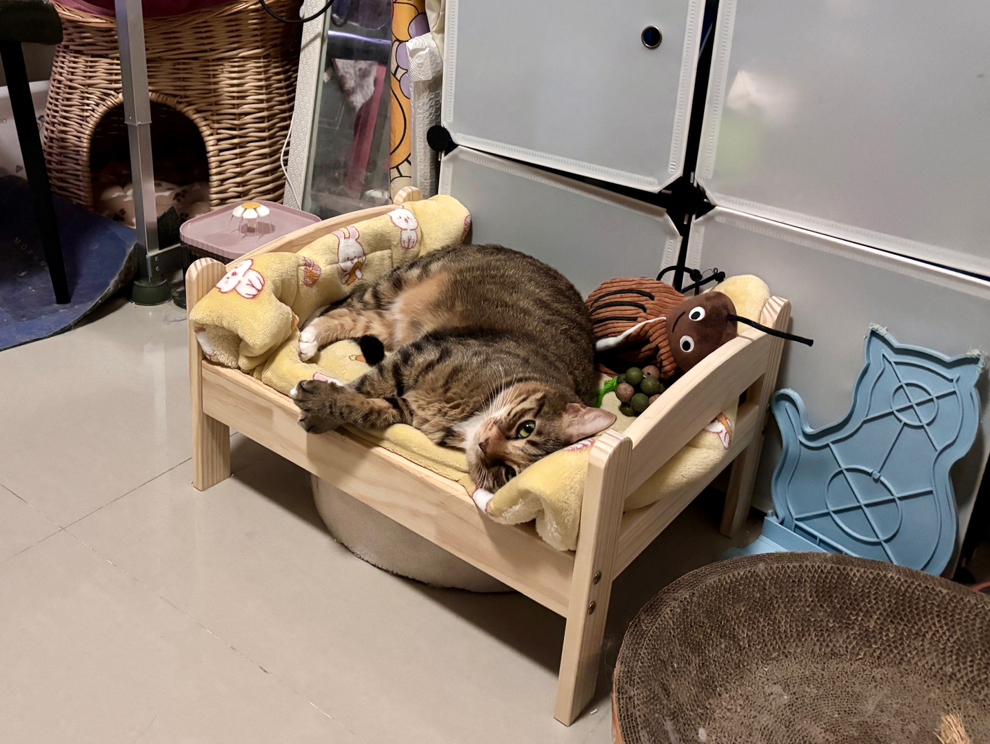 咪睡着了15