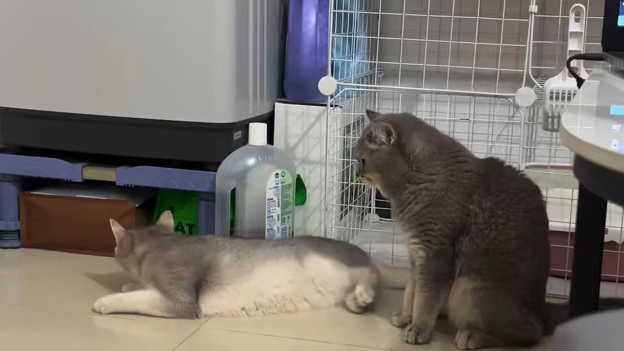 抓到欺负小猫的证据