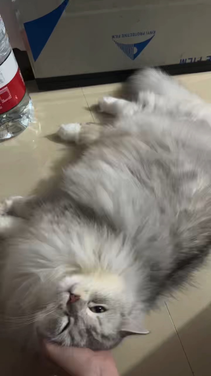 有小猫真好❤️