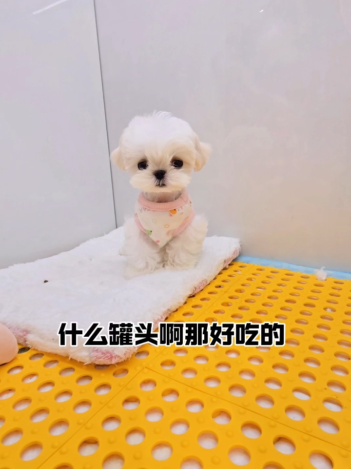 我看你是分不清大小王