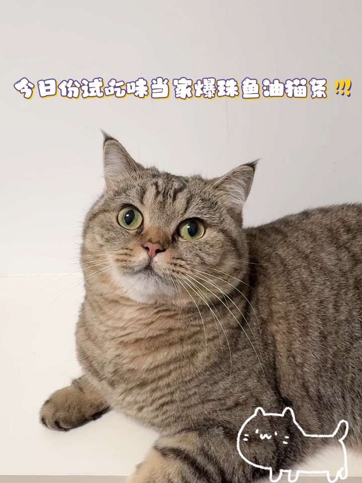 猫猫今天吃什么？