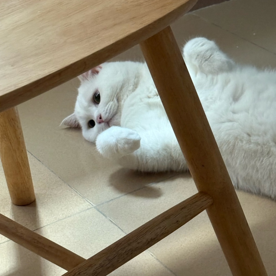 元宝の松弛感日常大赏🐾