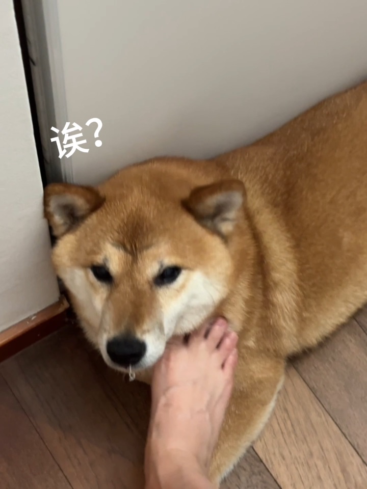柴犬对着我脚一顿狂舔，是觉得香吗？😂  #柴犬迷惑行为大赏 #狗狗的奇怪癖好 #养柴日常 #狗子是个黏人精 #被毛孩子治愈
