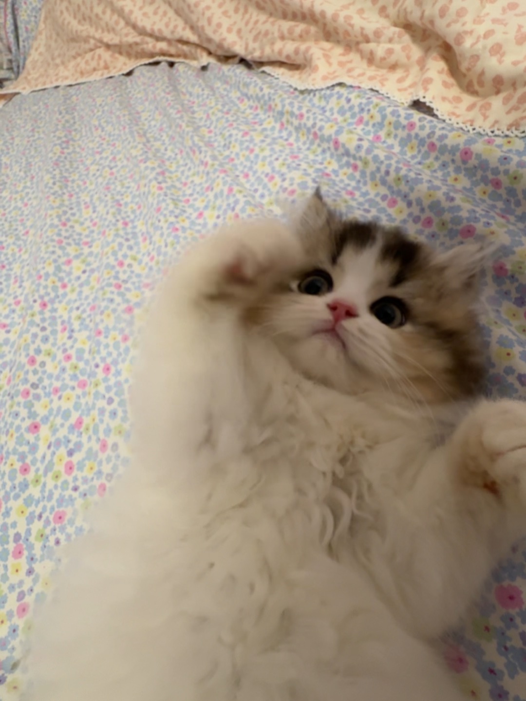 把小猫咪推倒！