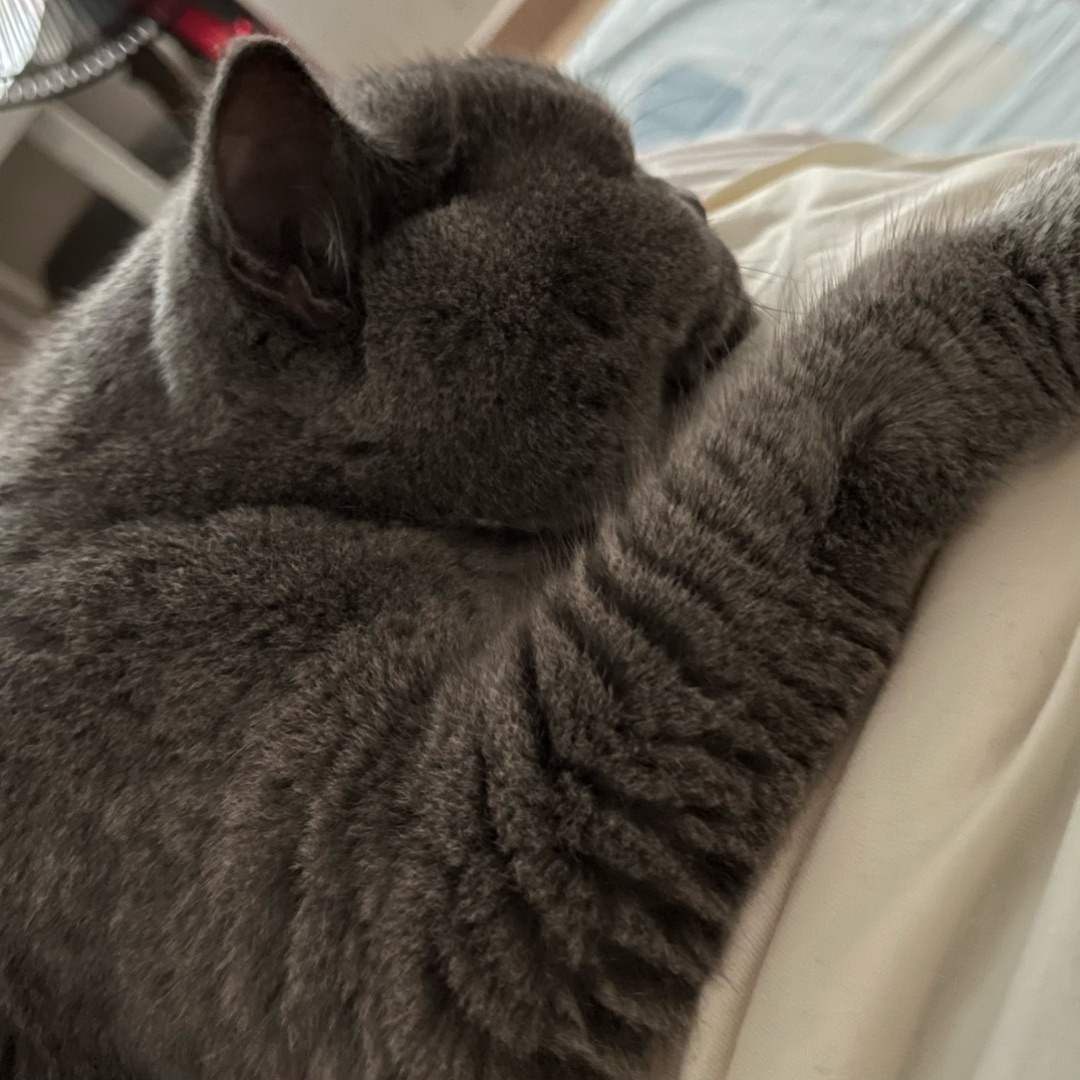 皮皮の慵懒哲学🐈