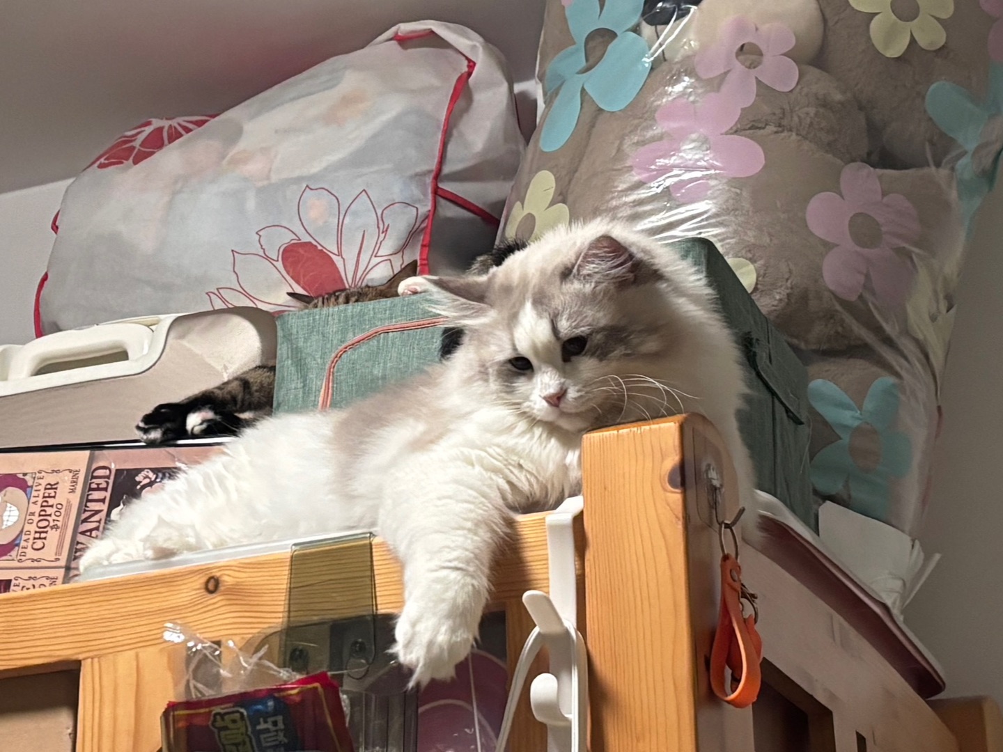 有心事的猫猫18