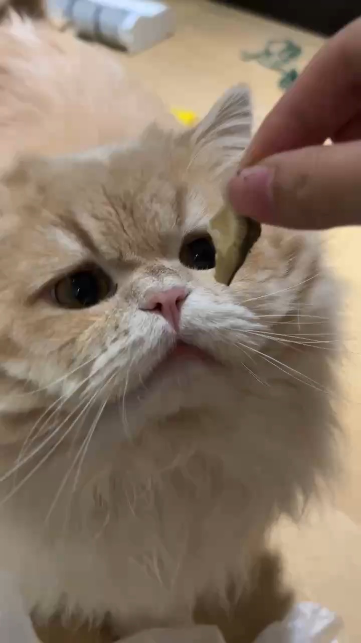 生蚝边边怎么不爱吃