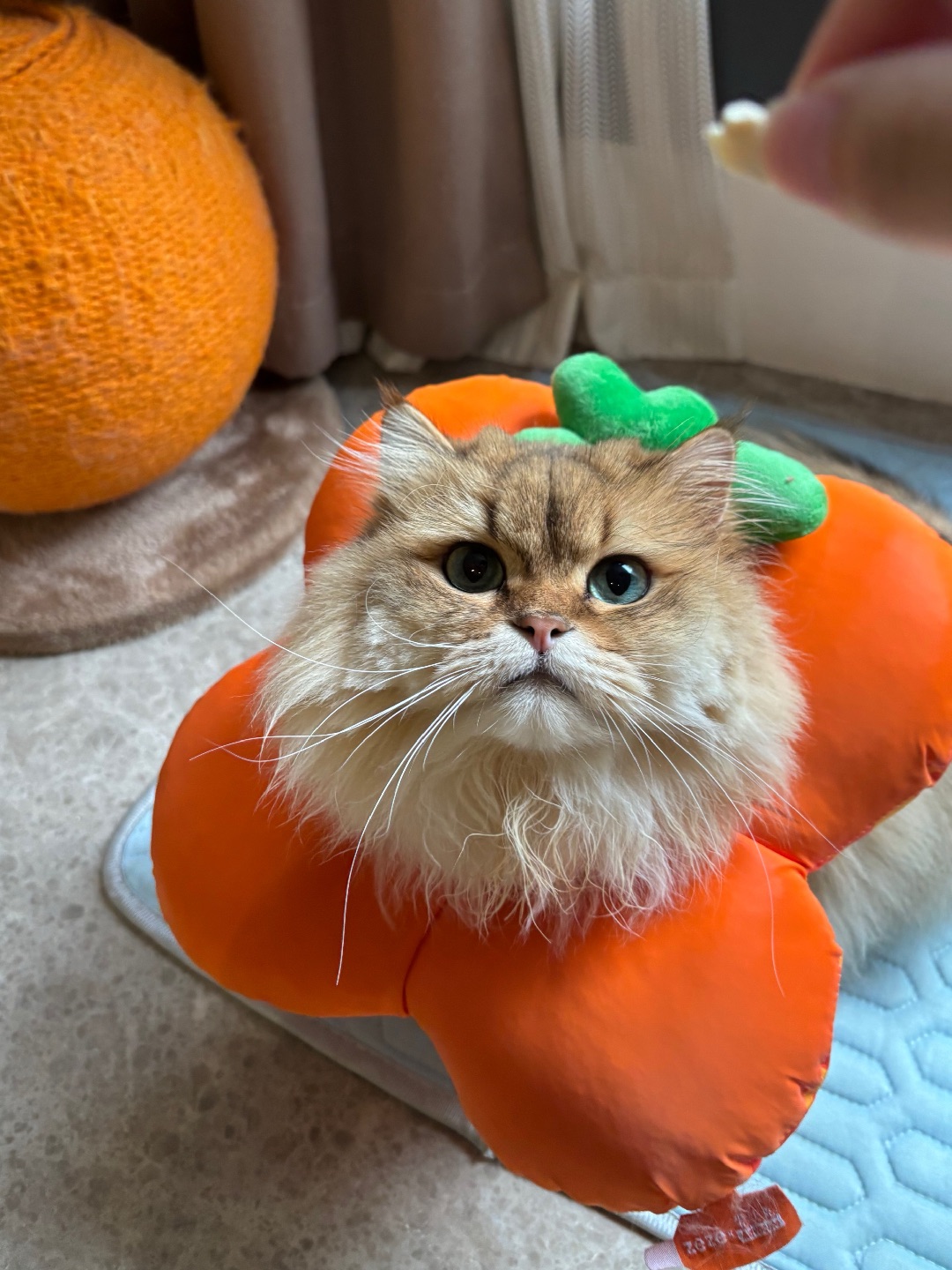 🍊来也