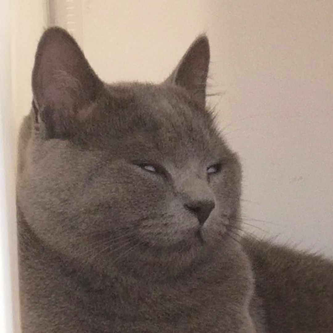 猫猫日记