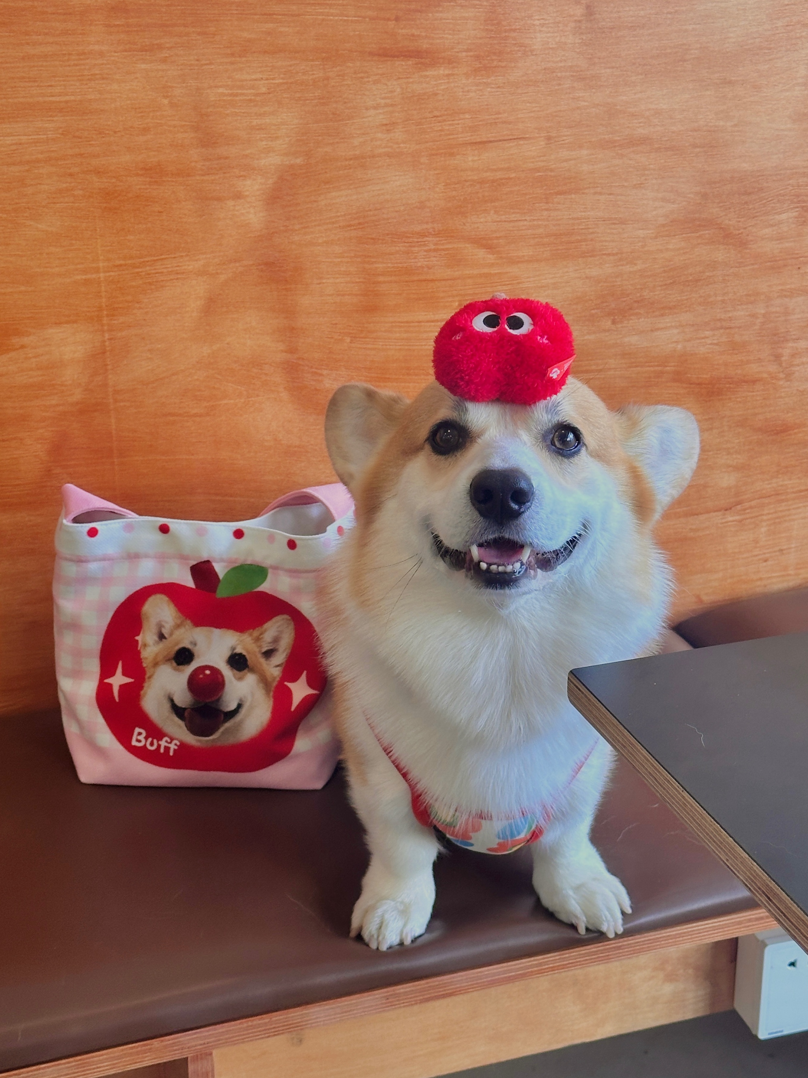 天塌下来！有小狗顶着🍎