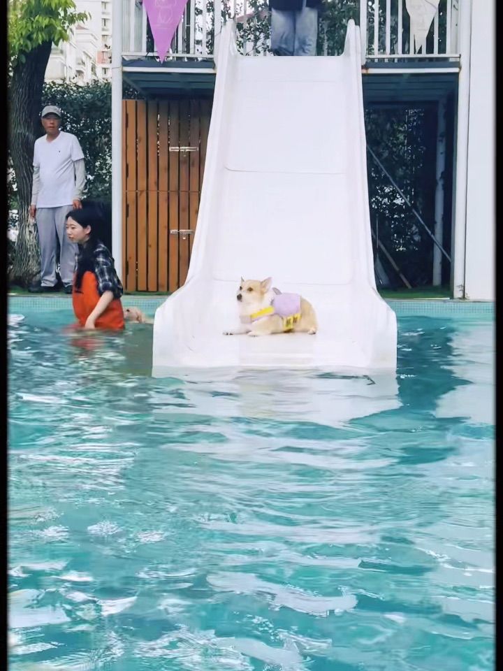 带小狗去游泳啦