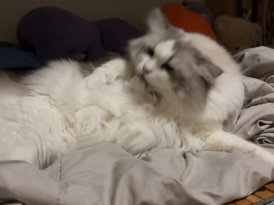 长毛打工猫24