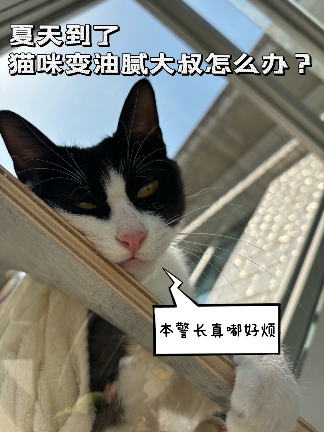 (^-^)/( ´ ▽ ` )ノ(^o^)／~(＾◇^)/(*´▽｀)ノノ