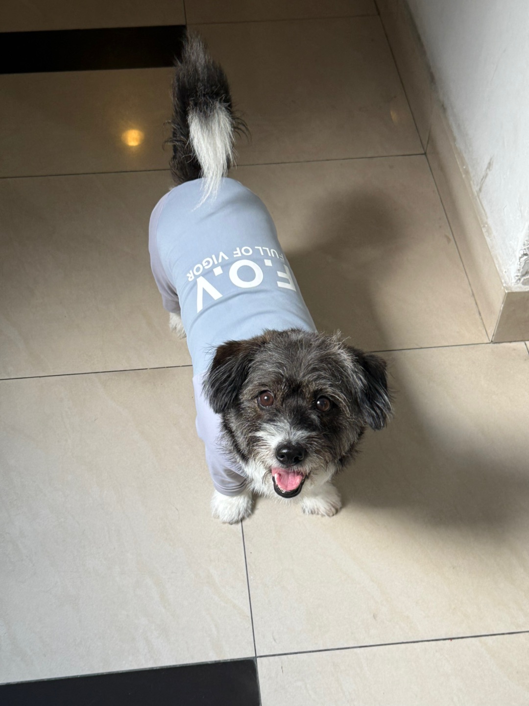 一秒变落汤🐶
