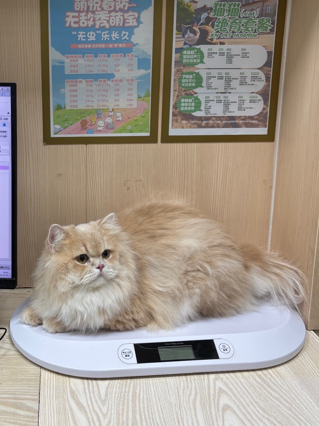 猪咪上称