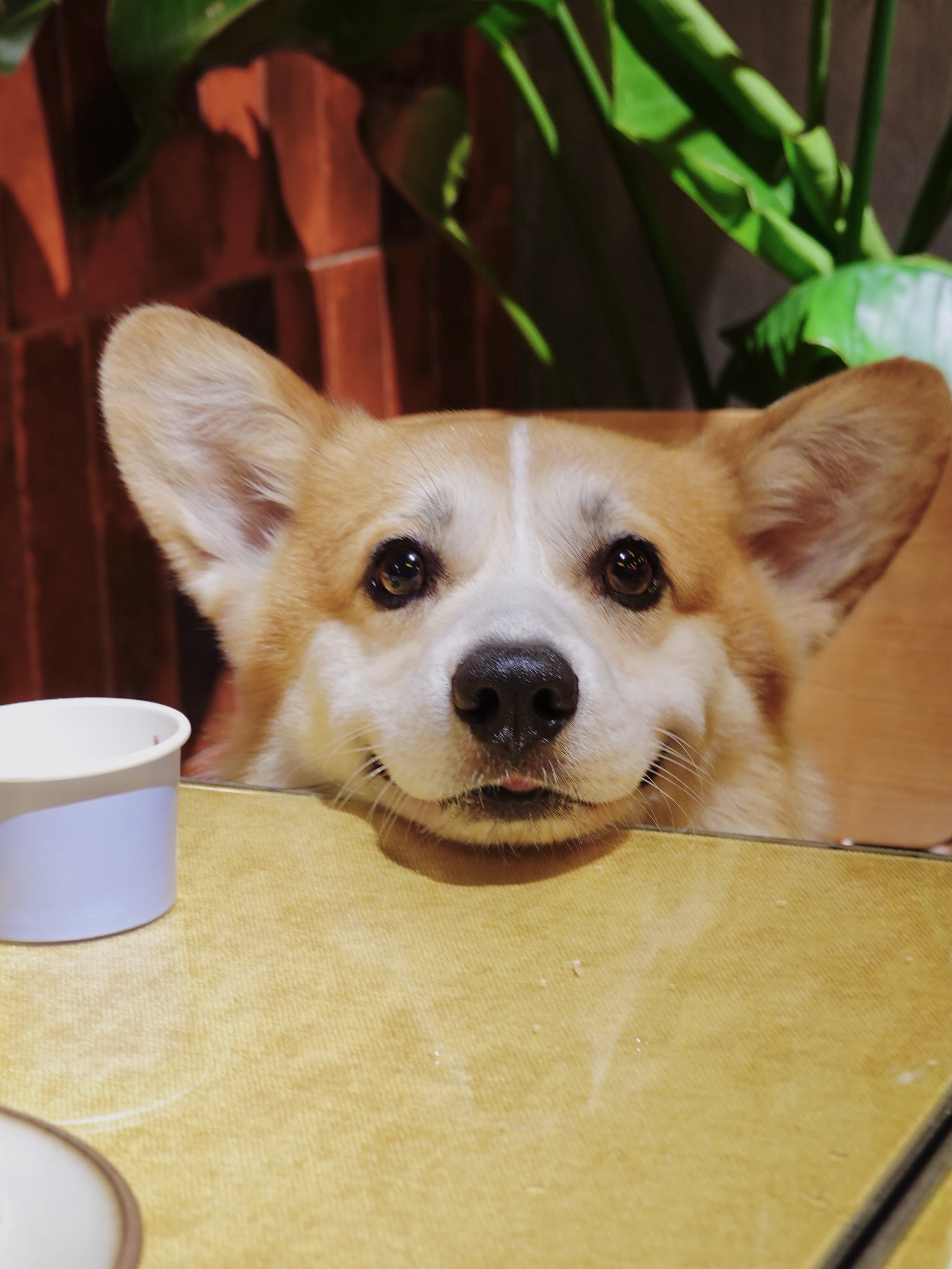 🍜🍴可以和你一起吃好多顿饭吗* .｡.:*☆