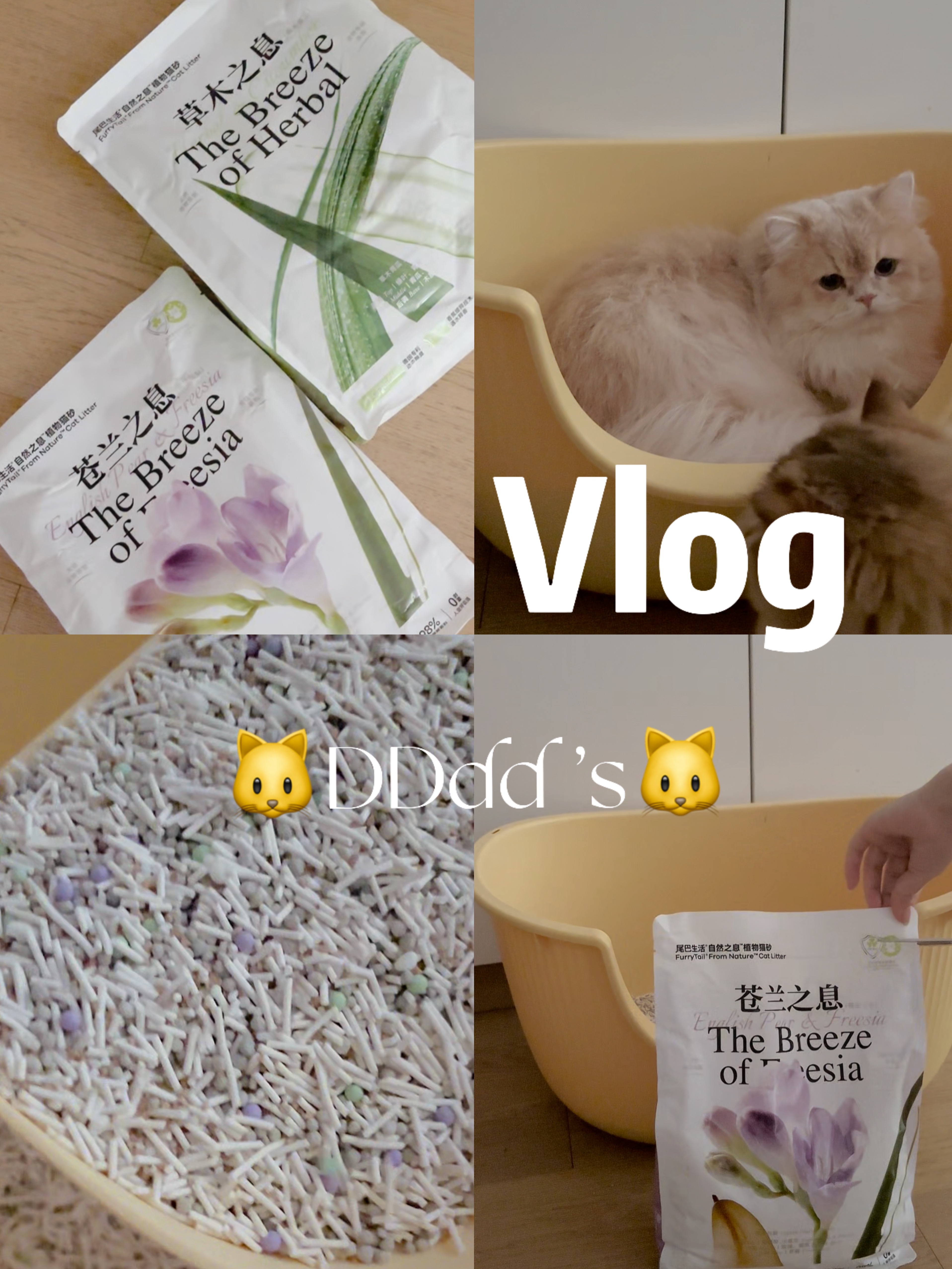 小猫日记🍃｜咪也是用上香氛猫砂了