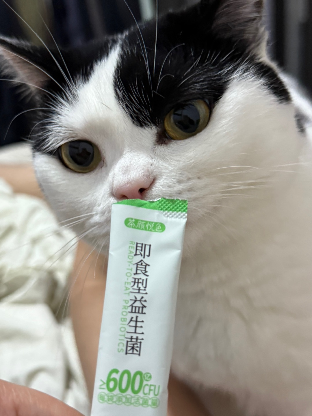 咪咪这不是猫条啊啊啊