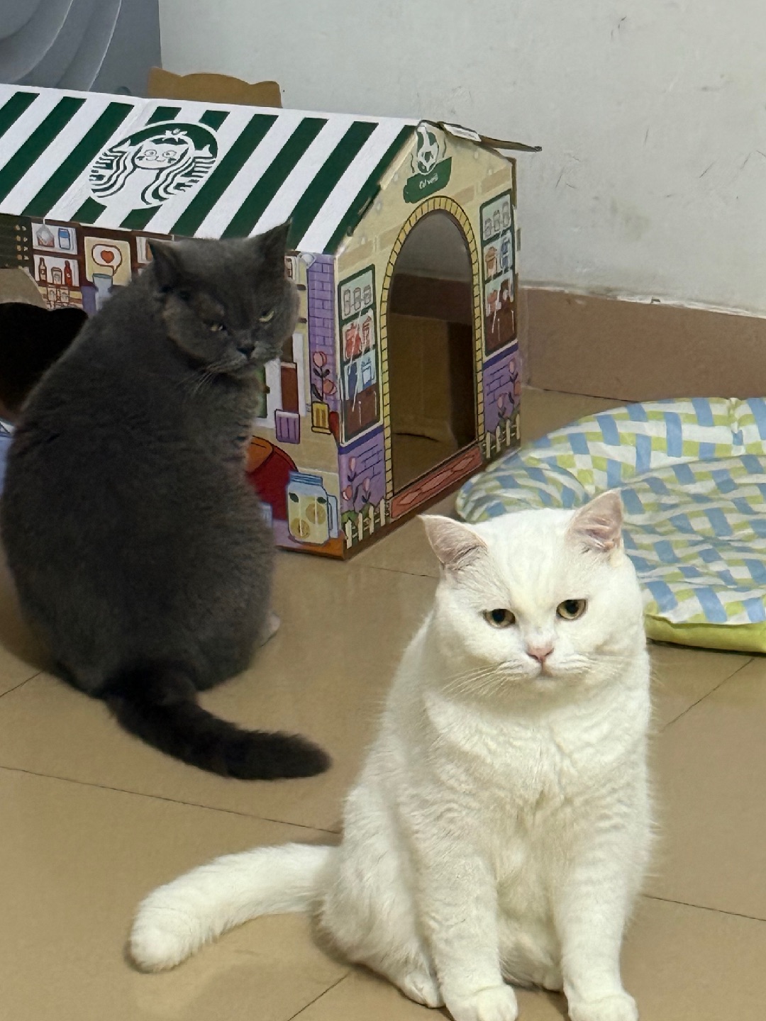 依依不舍的猫猫目送