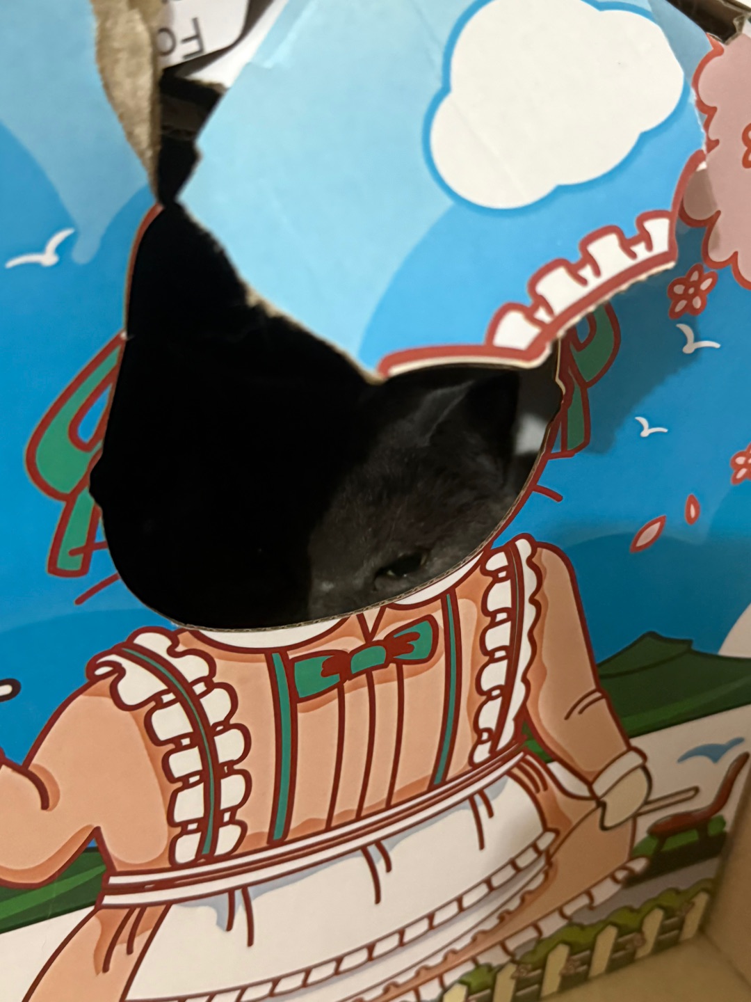 猫猫的纸箱乐园
