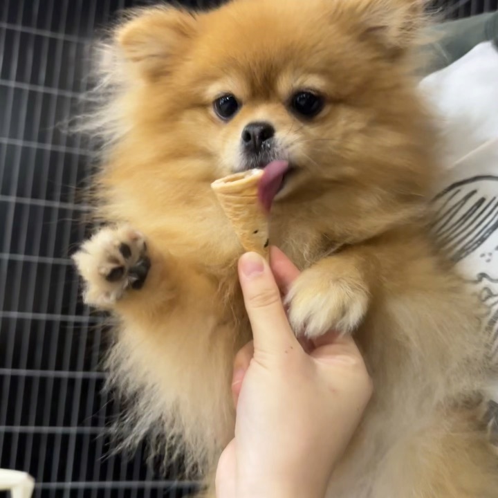 举手手是不是再来一个的意思🧐
