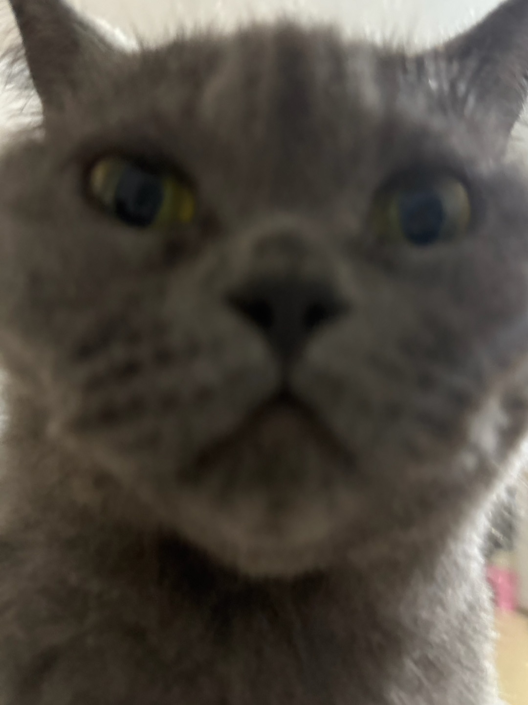 猫🐱