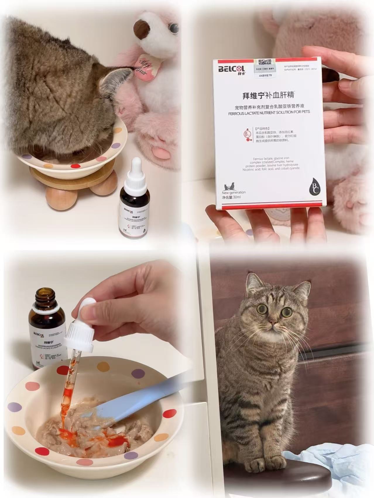 🐈｜三百的配餐日记📔