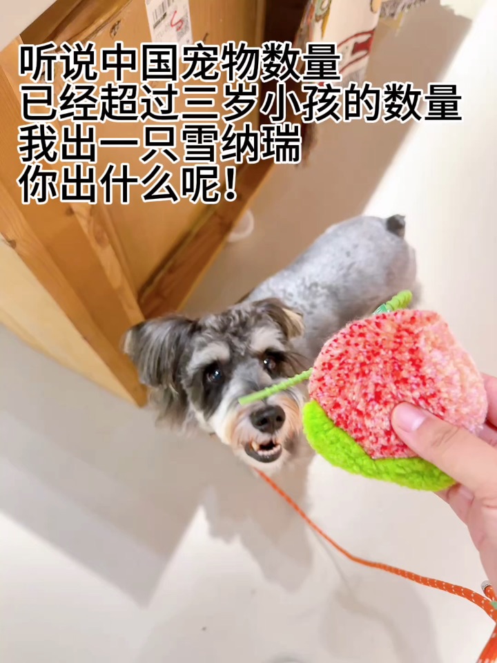 你出什么呢？