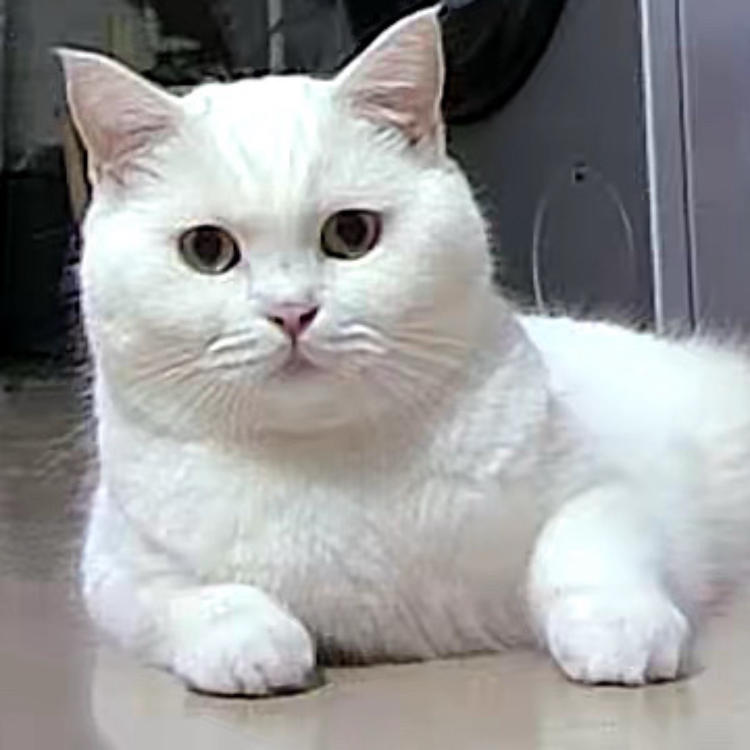 喵主子的日常😼