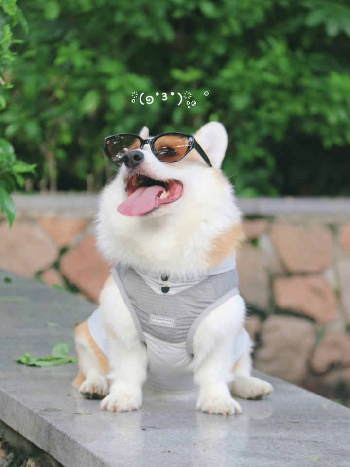 小狗的周末～