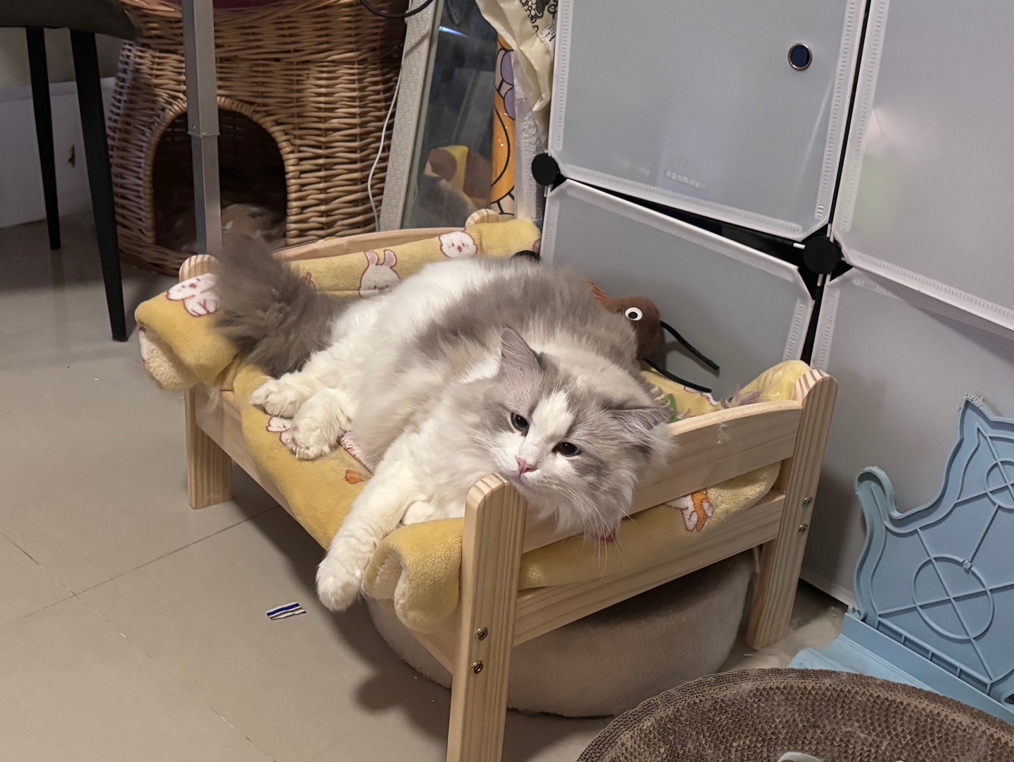 有心事的小猫2