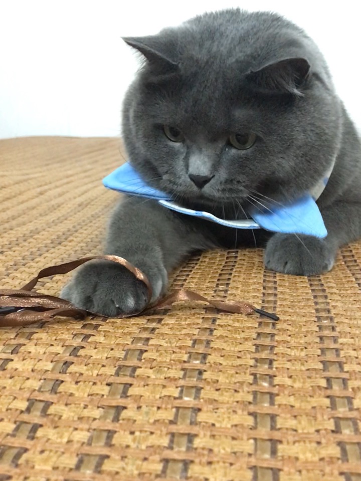 喜欢玩小绳子的小猪咪