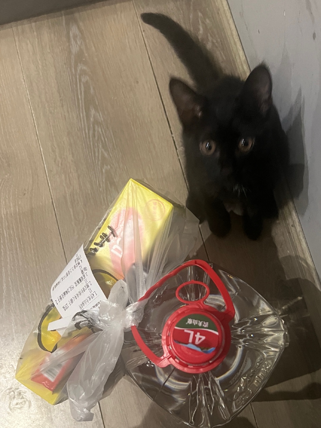 糟糕，外卖被黑色大老鼠进攻了！猫猫超爱钻塑料袋~