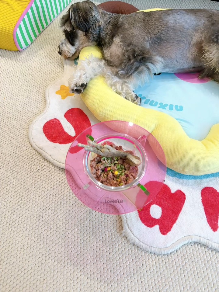 沉浸式喂小猪（🐶）