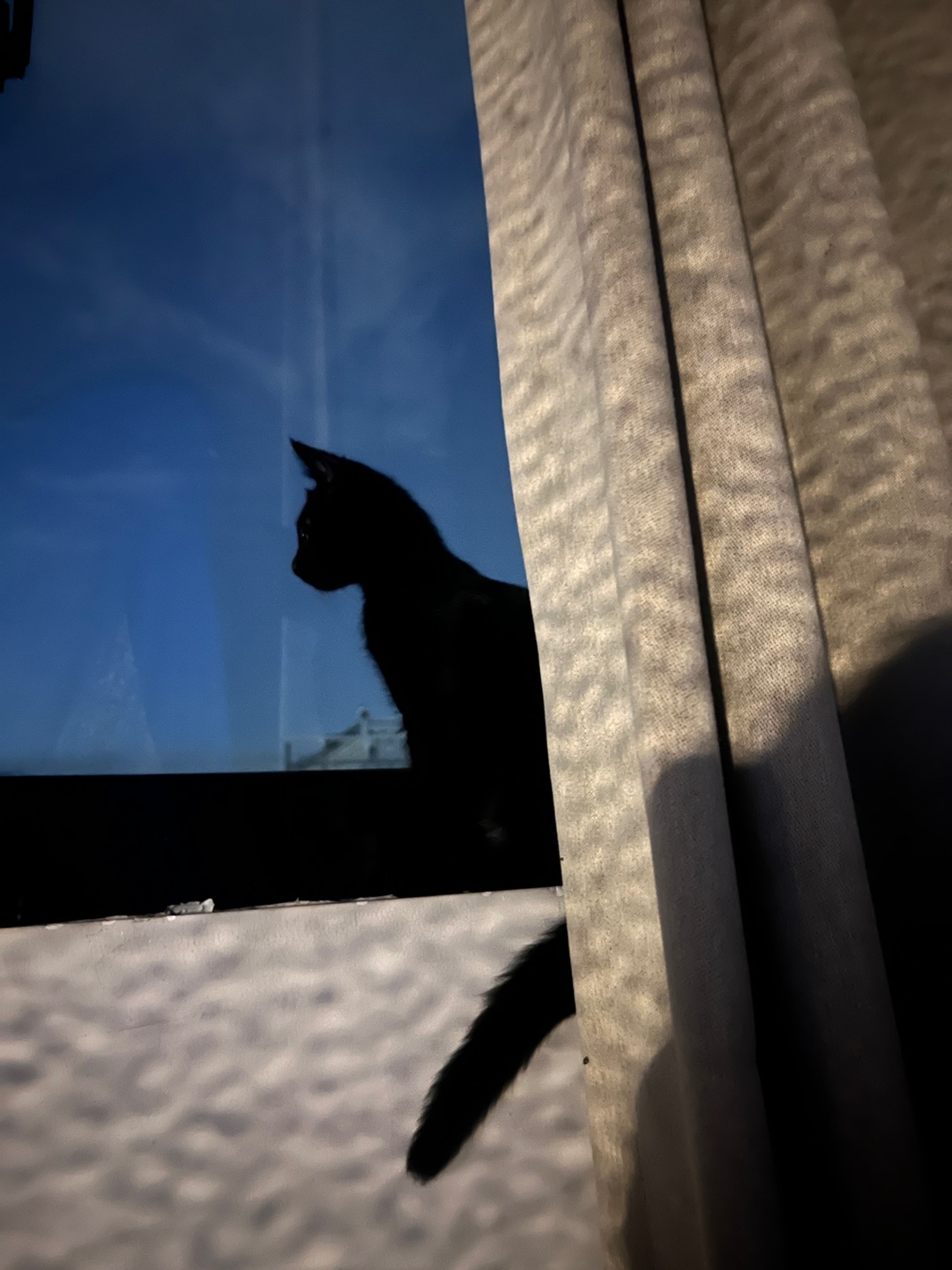 小猫到底在想什么呢