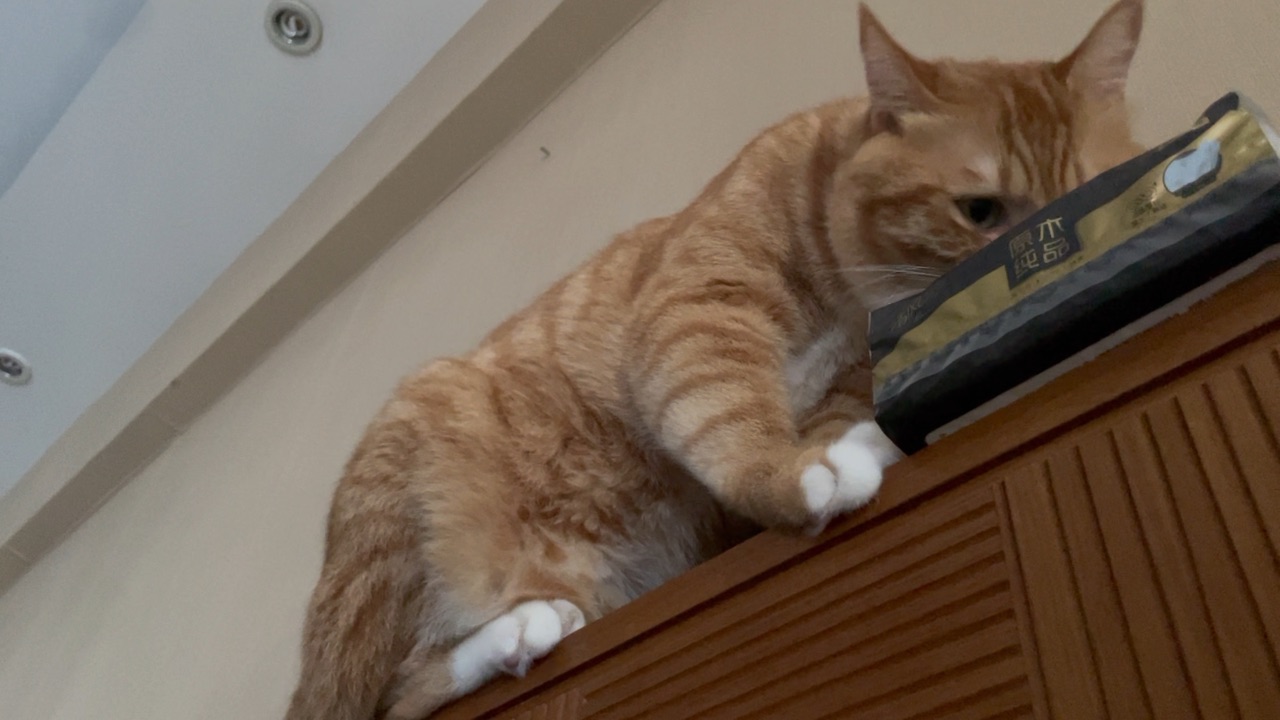8小猫舔纸是怎么回事