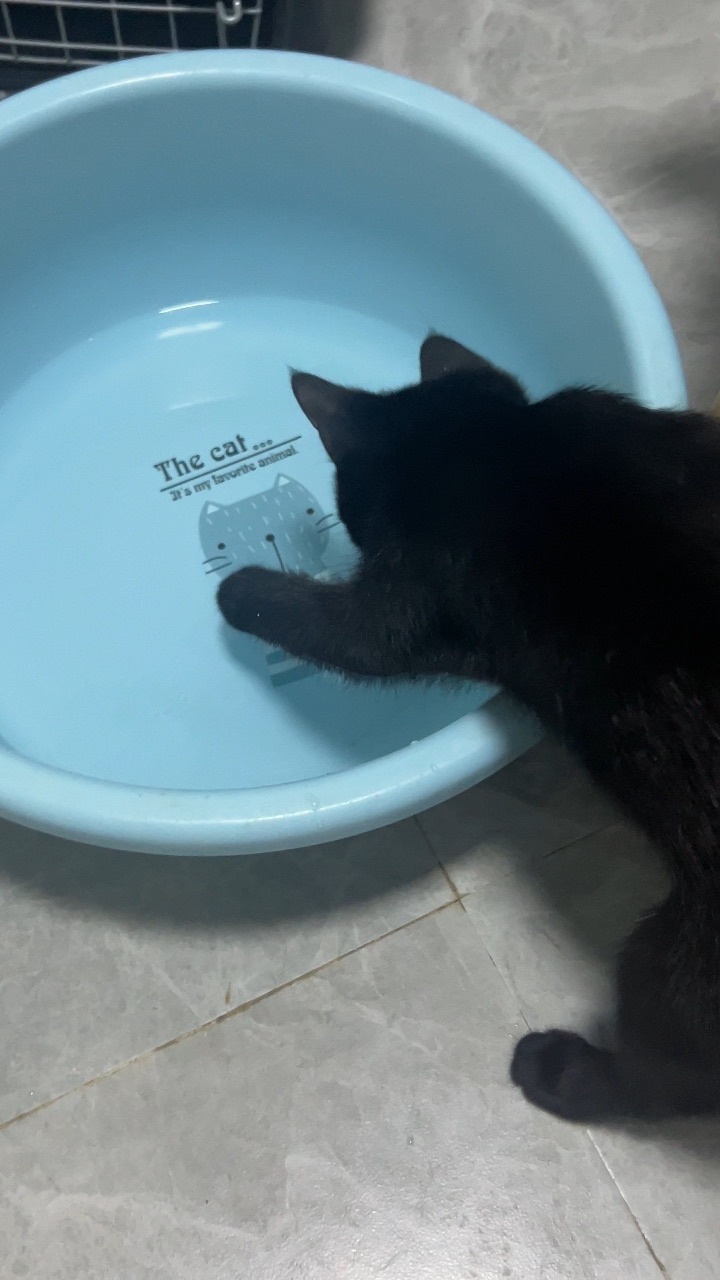 小猫戏水