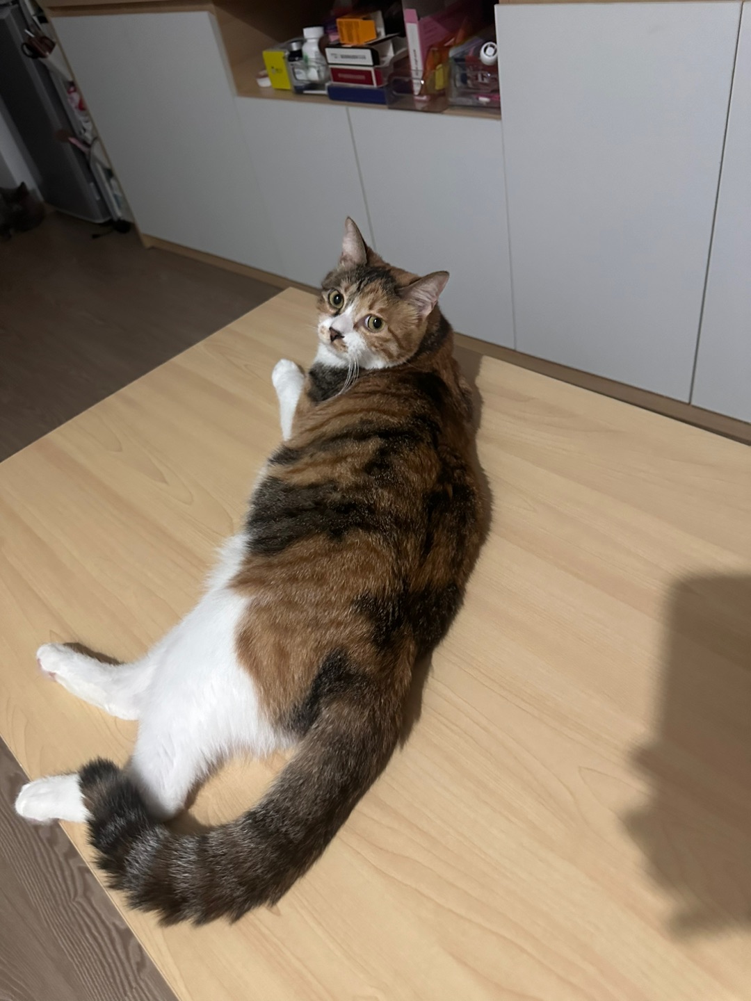 大美猫